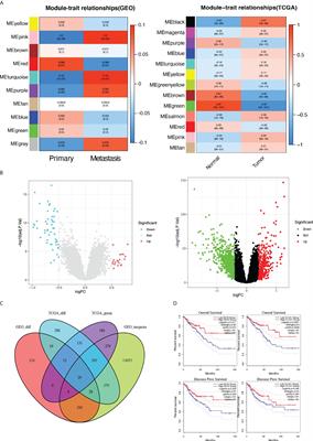 Identification and validation of metastasis-related gene ZG16 in the prognosis and progression in colorectal cancer